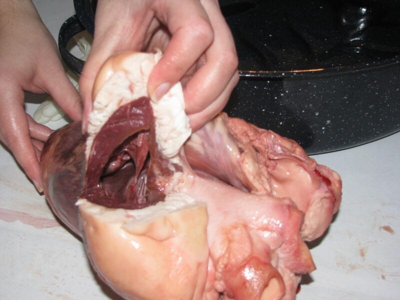 Lung Dissection (warning: gross pictures ahead)