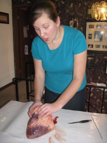 cow lung dissection