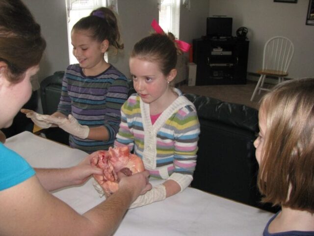 cow lung dissection