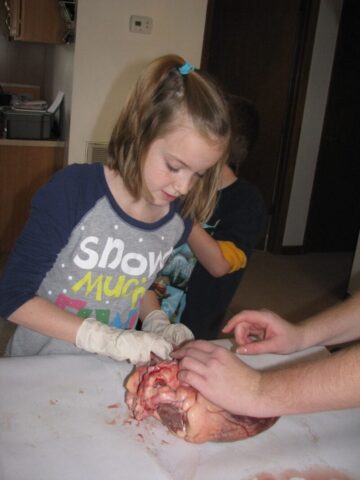 cow lung dissection