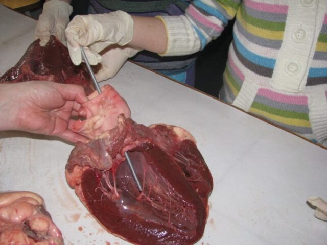 cow lung dissection