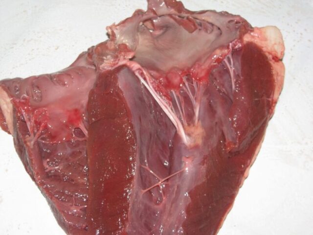 cow lung dissection