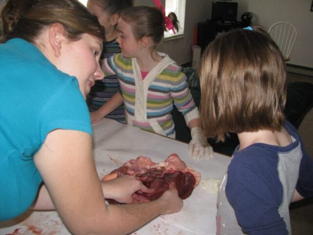 cow lung dissection