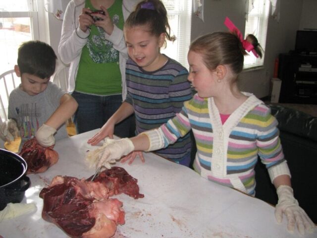 cow lung dissection