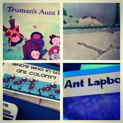 ant lapbook