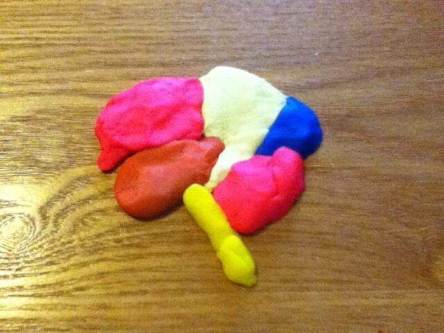 play dough brain