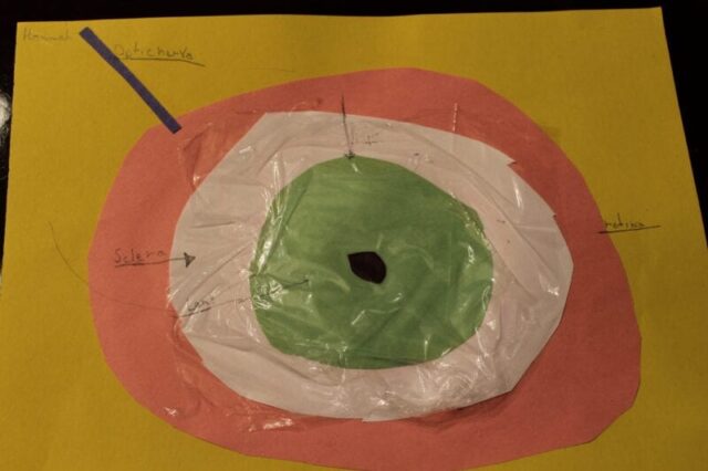 eyeball diagram craft 