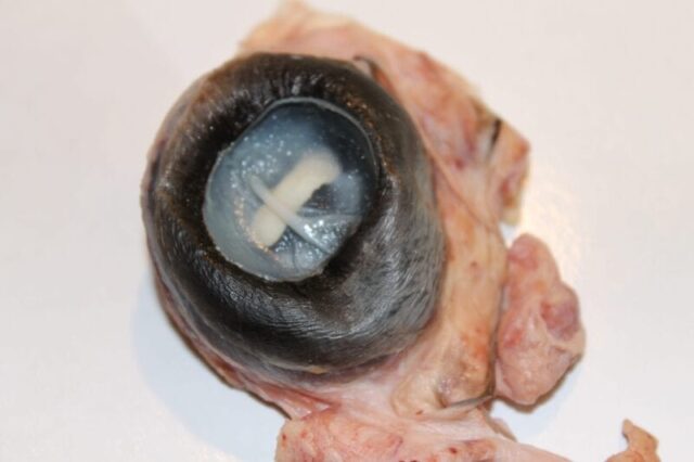 dissecting cow's eyeball