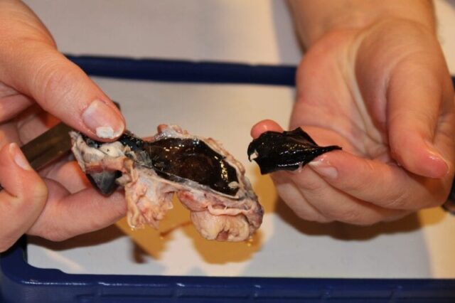 dissecting cow's eyeball