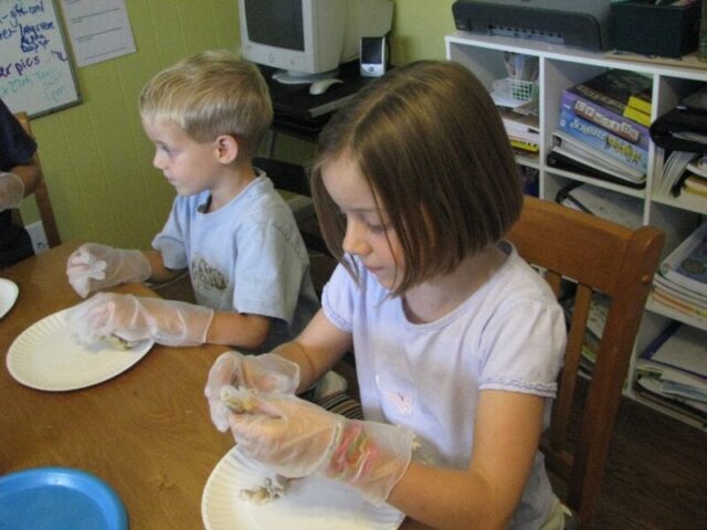 dissecting chicken bones